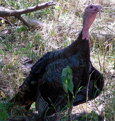 Meleagris_gallopavo_Wild_Turkey